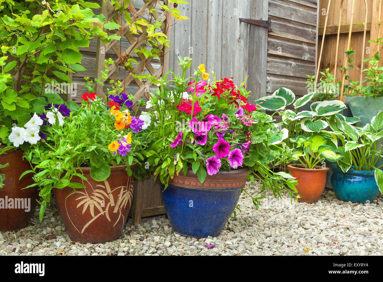 Abri de jardin entouré de plantes et d'arbustes en pots colorés. Banque D'Images