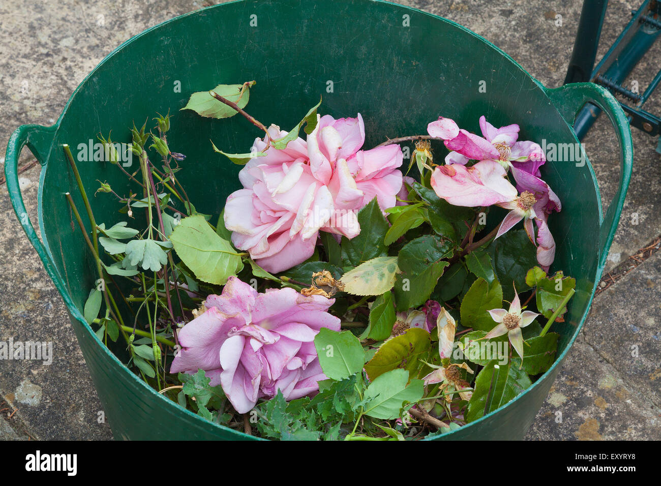 Panier de rose à partir de l'élagage à vide. Banque D'Images