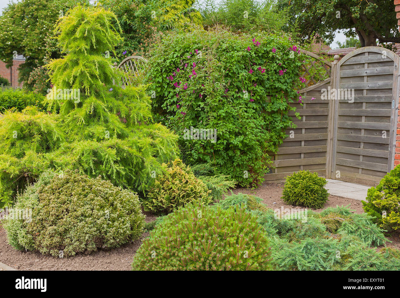 Des arbustes à feuilles persistantes en créant une zone sèche d'un jardin. Banque D'Images