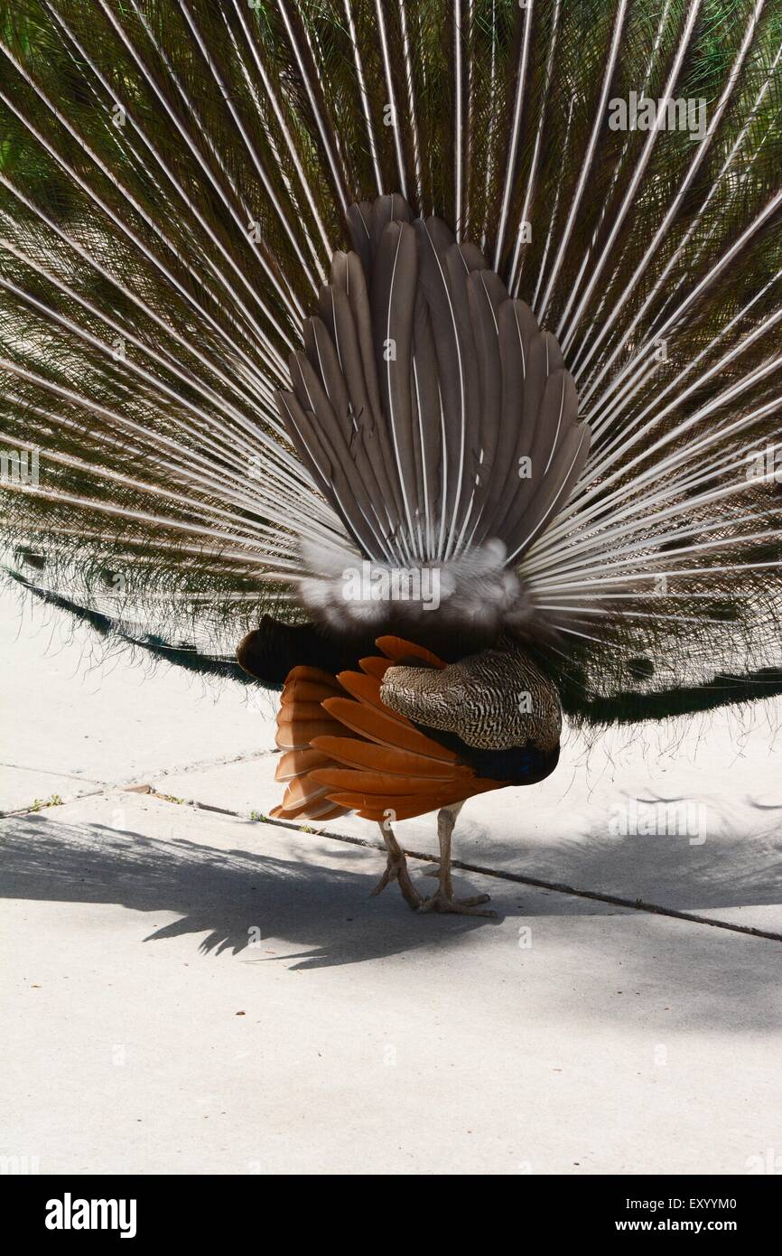 Peacock tournant le dos à foule Banque D'Images