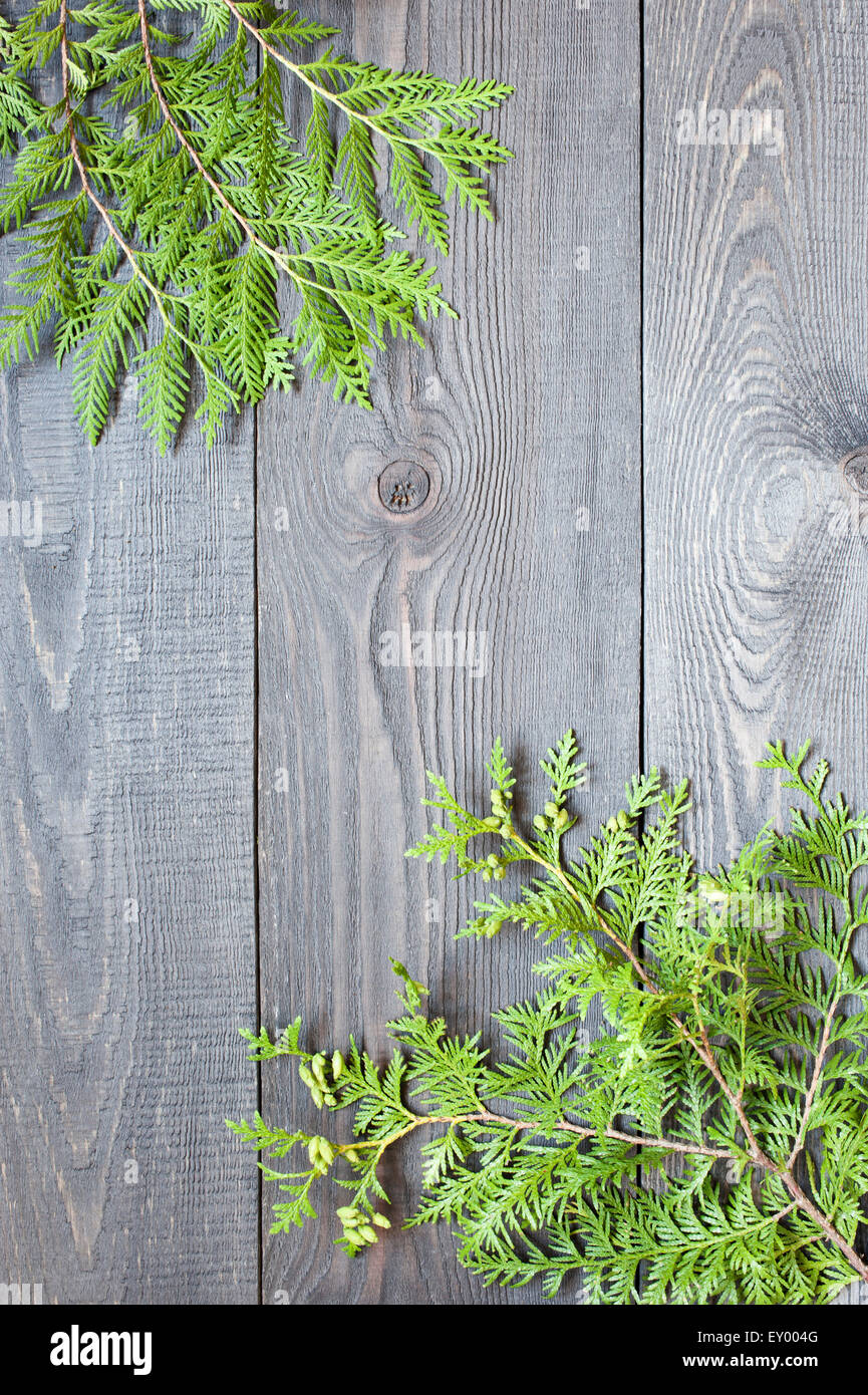 Fond de bois avec thuja branches Banque D'Images