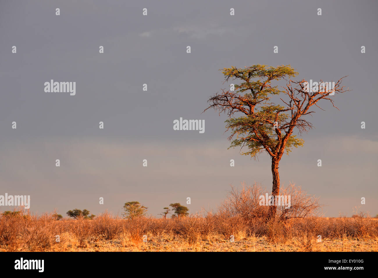 Paysage avec un camelthorn arbre Acacia (Acacia erioloba), désert du Kalahari, Afrique du Sud Banque D'Images