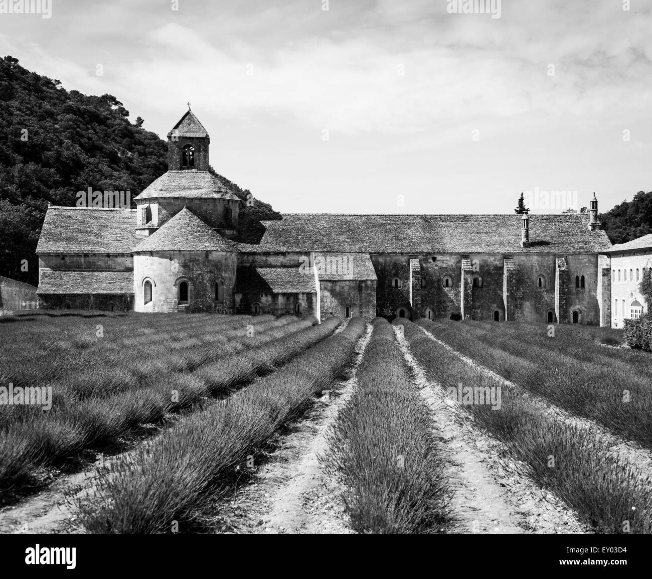 France, Provence, Abbaye de Sénanque. Champ de lavande en été. Banque D'Images