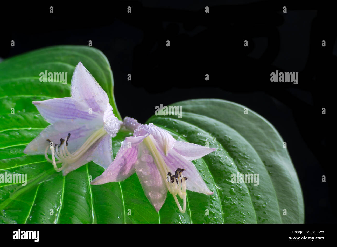 Vert feuille d'Hosta plante libre ou macro et fleurs violettes montrant que les anthères et les étamines avec gouttes de rosée contre black Banque D'Images