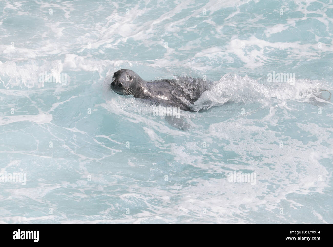 Un curieux de phoques gris (Halichoerus grypus) nage dans les vagues d'enquêter sur les passants. Hirta, St Kilda, Ecosse, Royaume-Uni. Banque D'Images
