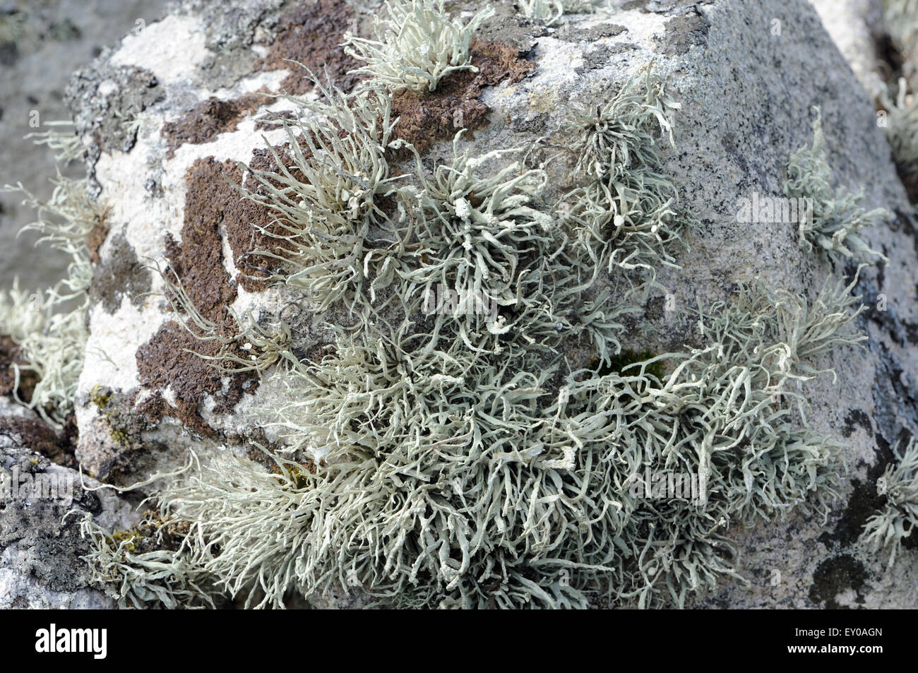Luxueux, les lichens vigoureux poussent sur un mur de pierre au-dessus de la plage de la baie du Village, preuve de l'air de l'Atlantique non pollué. Hirta, Banque D'Images