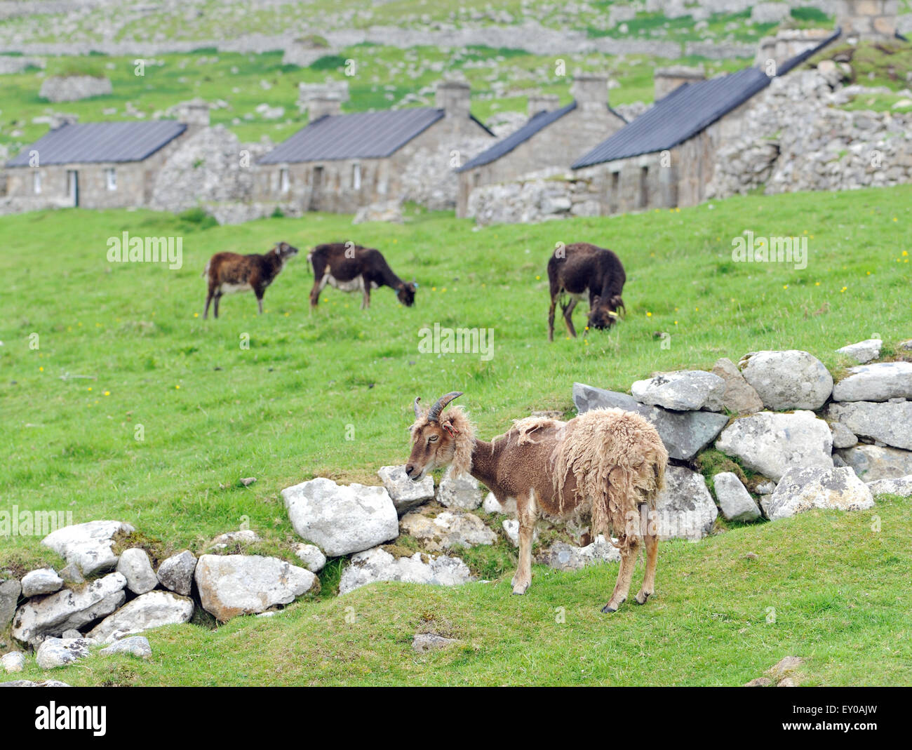 Moutons Soay sont une race d'sheeo (Ovis aries) est descendu dans la population de moutons sur l'île de Soay . Banque D'Images