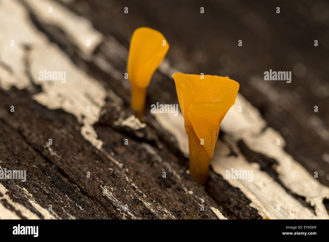 Champignons sur Journal des morts, Macro Photo Banque D'Images