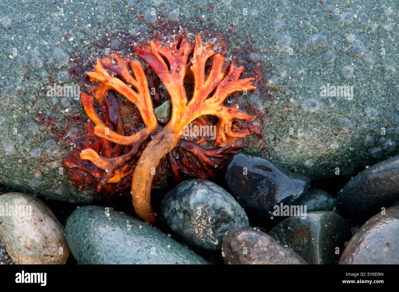 Les algues de la plage, Fort Worden State Park, Washington Banque D'Images