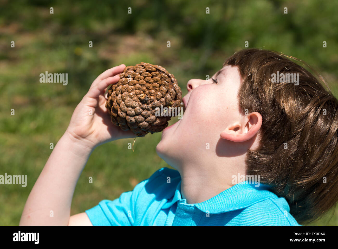Little Boy eating cône de pin Banque D'Images