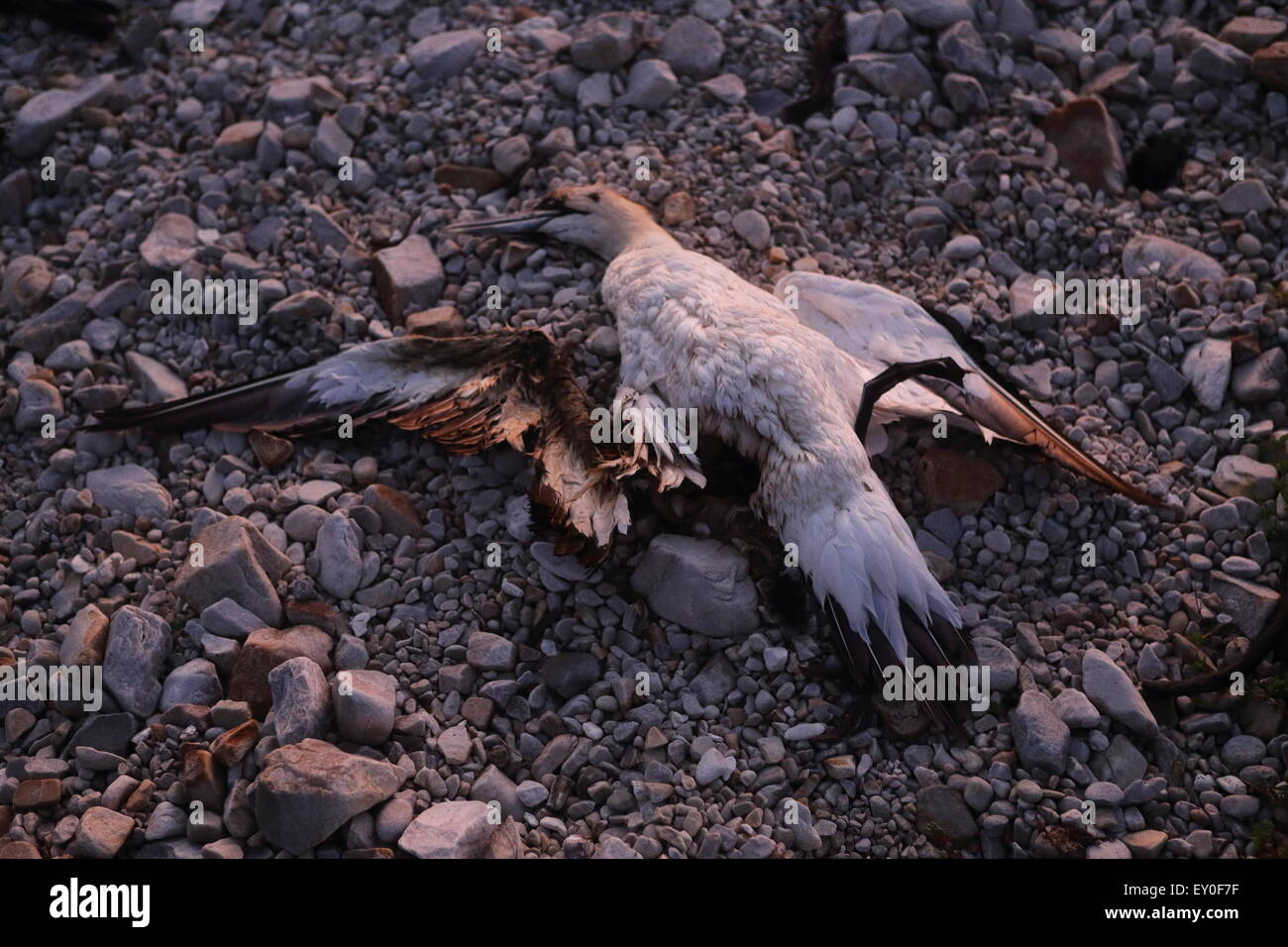 Cape morts de Bassan sur la plage près de cap Agulhas Banque D'Images