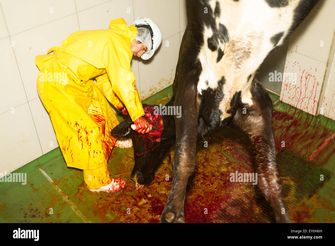 Abattoir Boucher décapitant une vache sur la ligne de production Banque D'Images