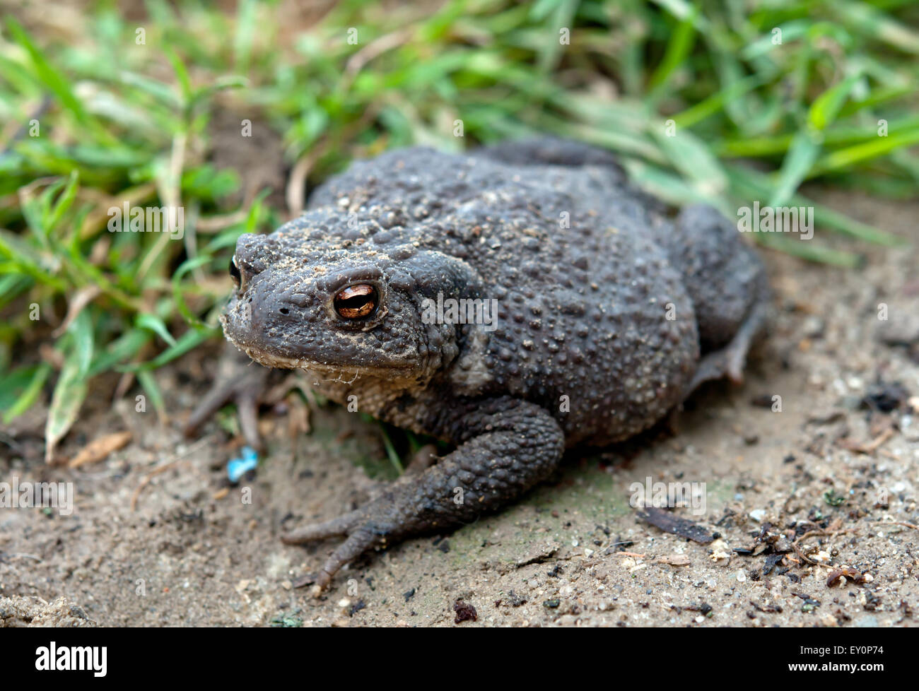 En crapaud vert herbe longue Banque D'Images