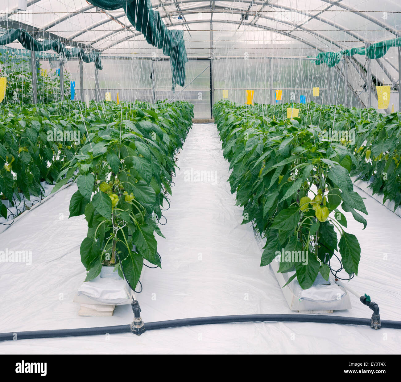 La culture en serre du poivron vert Photo Stock - Alamy