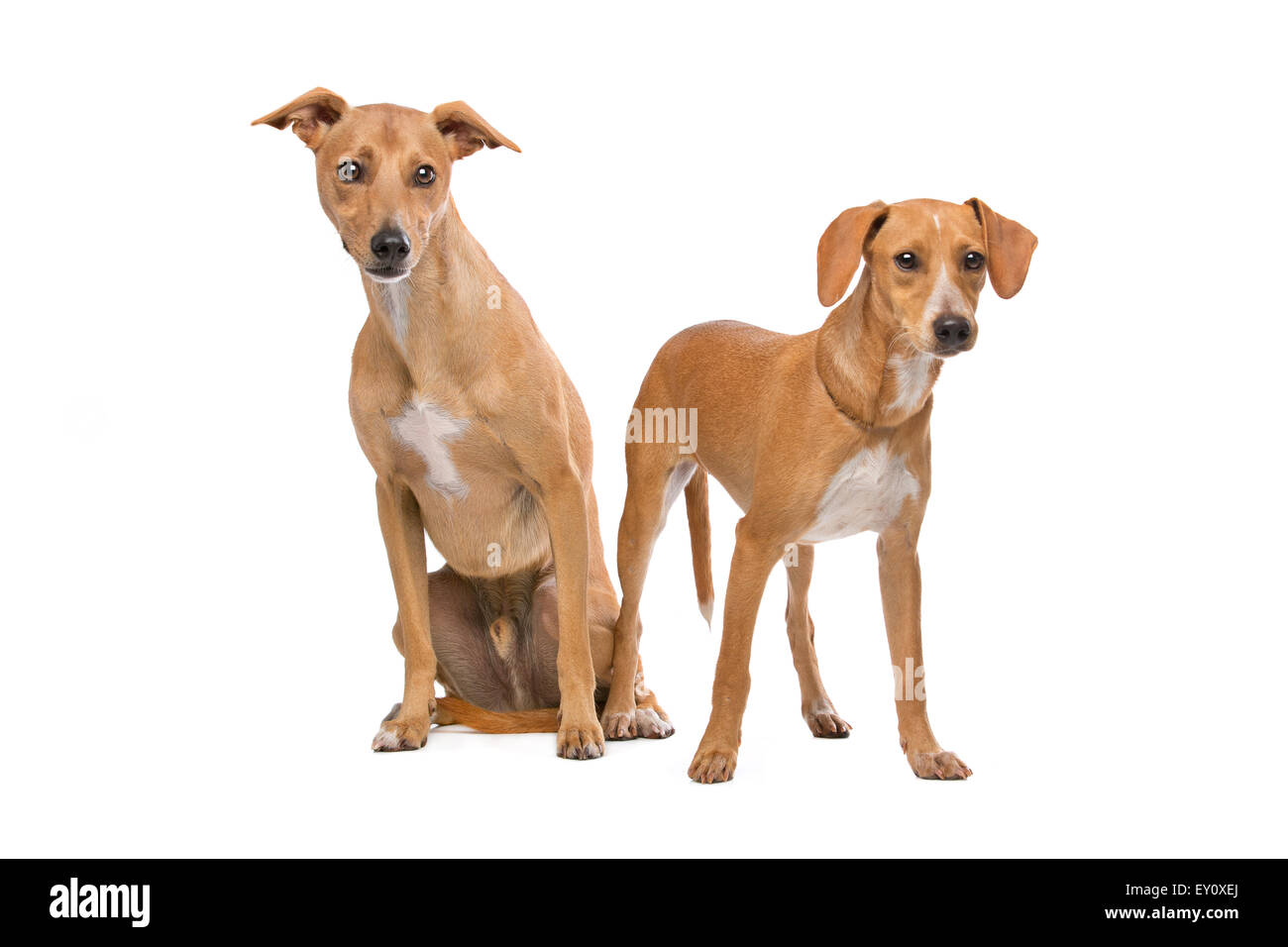 Deux chiens Podenco assis et debout devant un fond blanc Banque D'Images