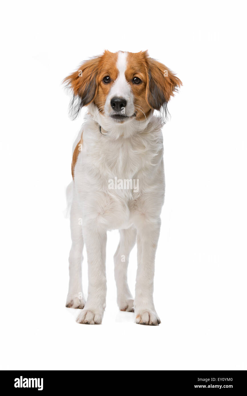 Kooiker, chien race de chien néerlandais, devant un fond blanc Banque D'Images