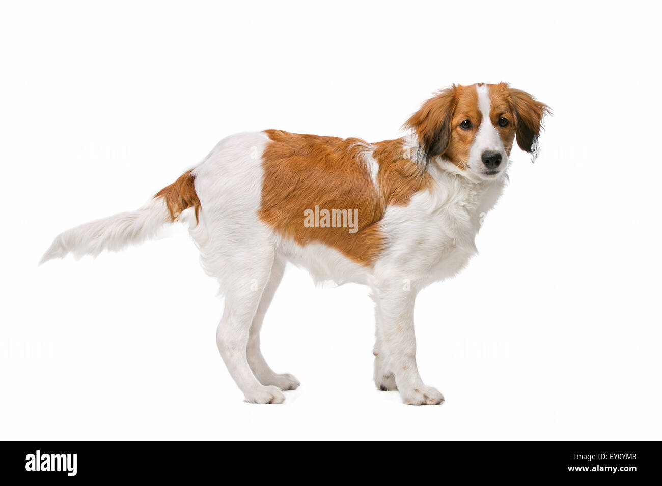 Kooiker, chien race de chien néerlandais, devant un fond blanc Banque D'Images