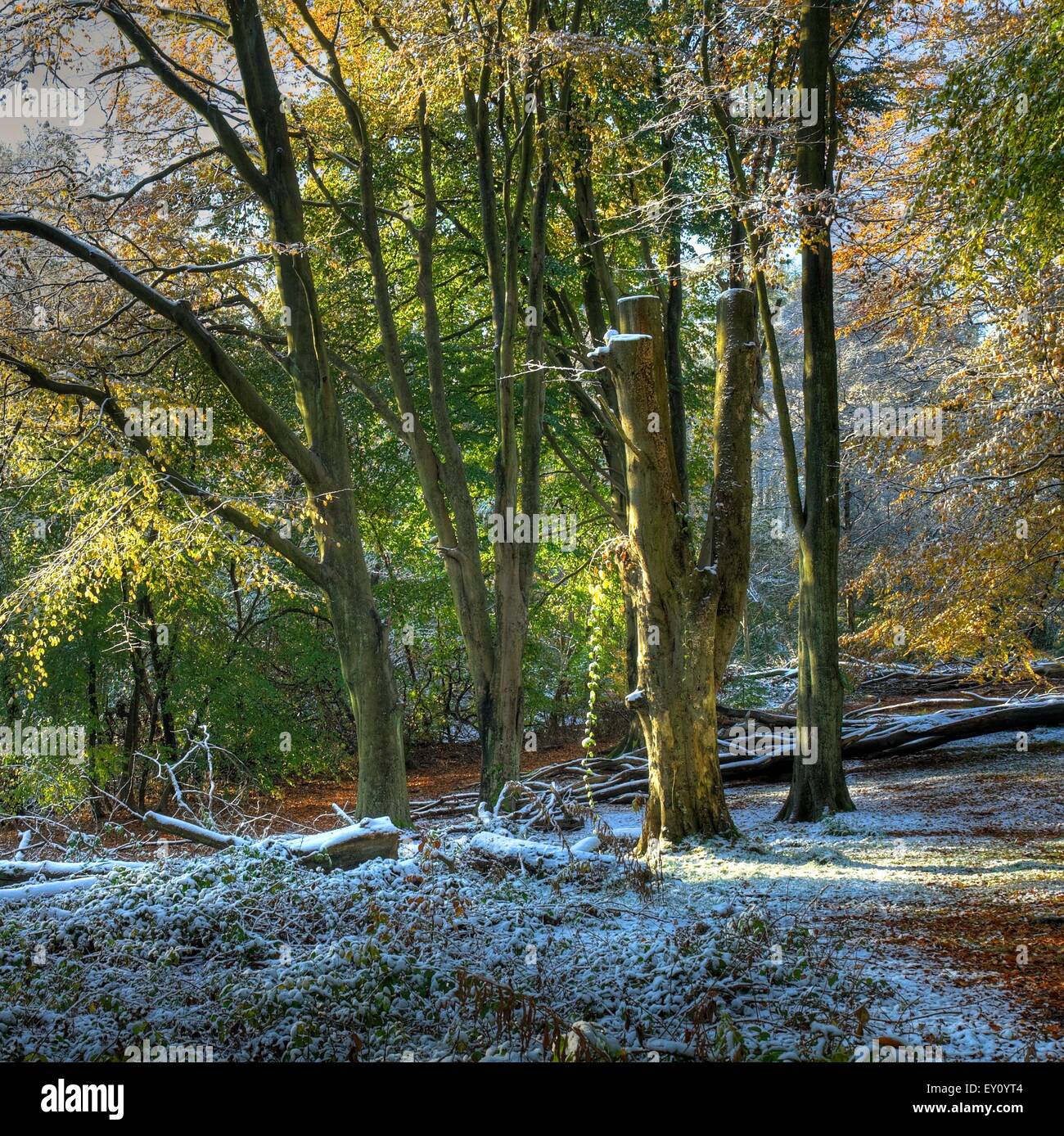 Bois de hêtre en automne, Worcestershire, Angleterre. Banque D'Images