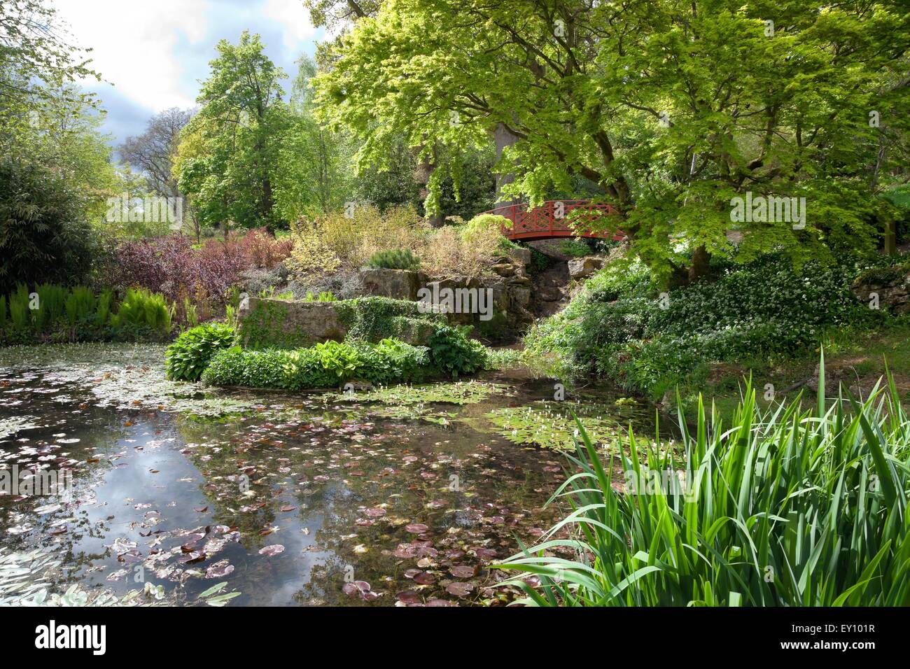 Jardin de l'eau chinois avec bridge, Angleterre. Banque D'Images