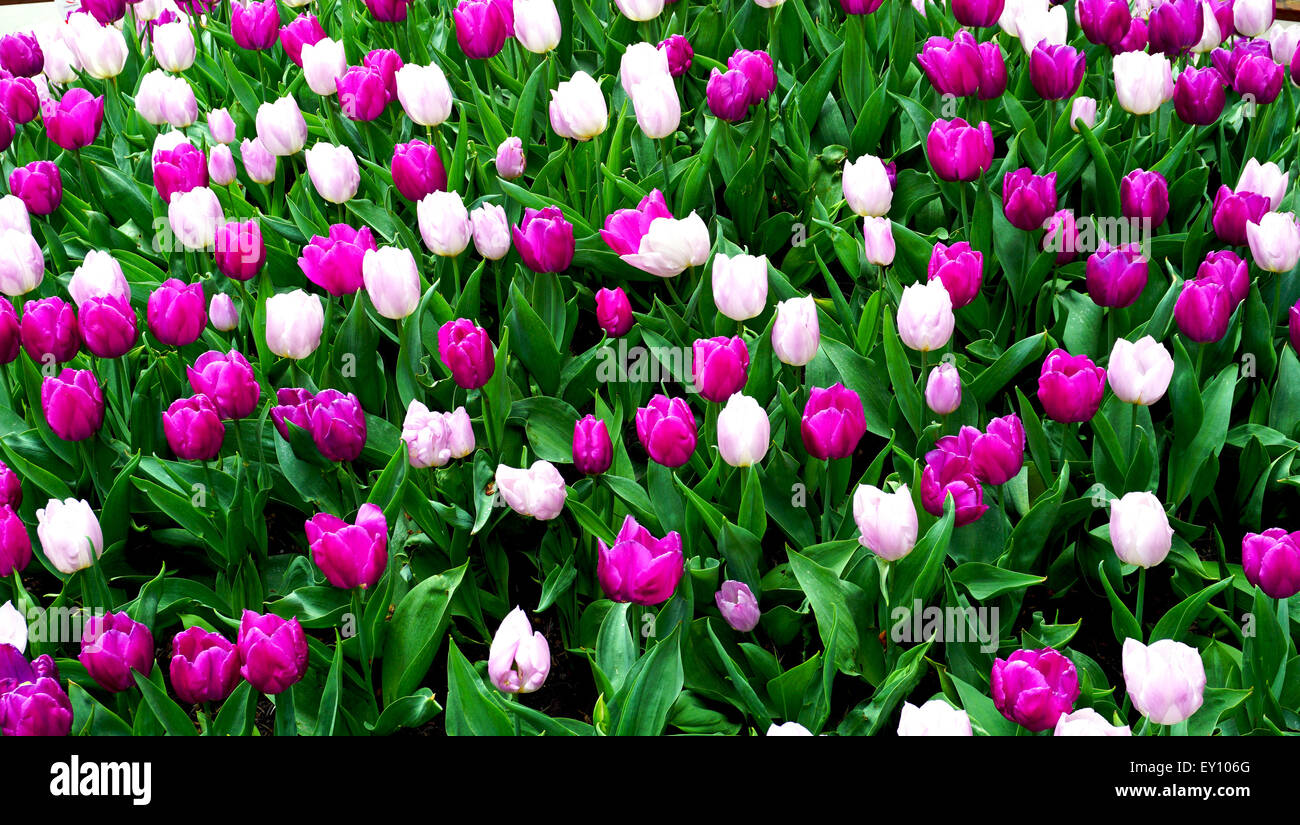 Fleurs rose pourpre tulip field Banque D'Images