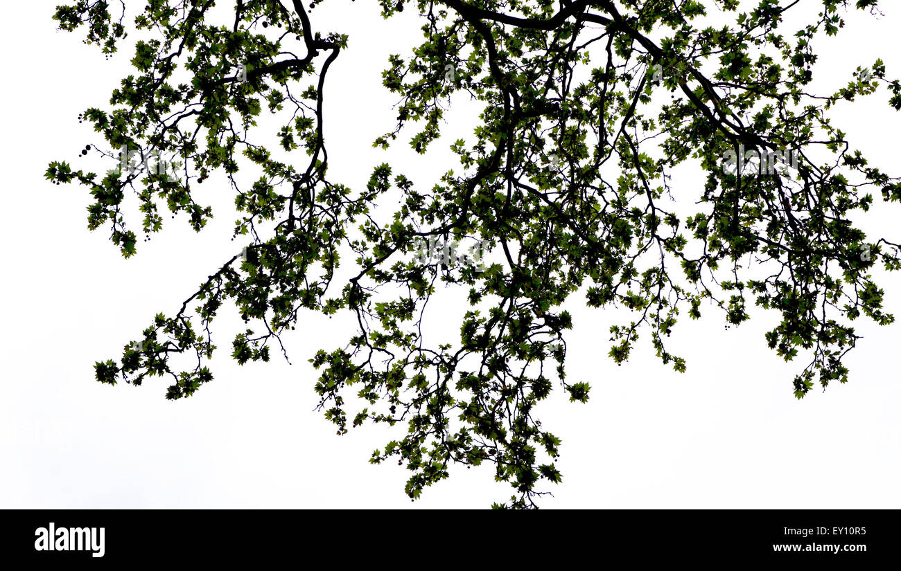 La silhouette des arbres dans le parc Banque D'Images