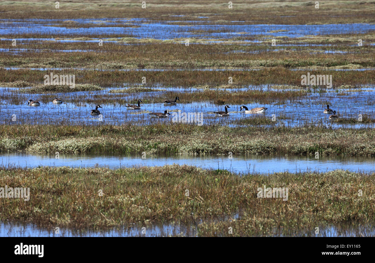 Oies sur les marais de Titchwell, Norfolk à marée haute. Banque D'Images