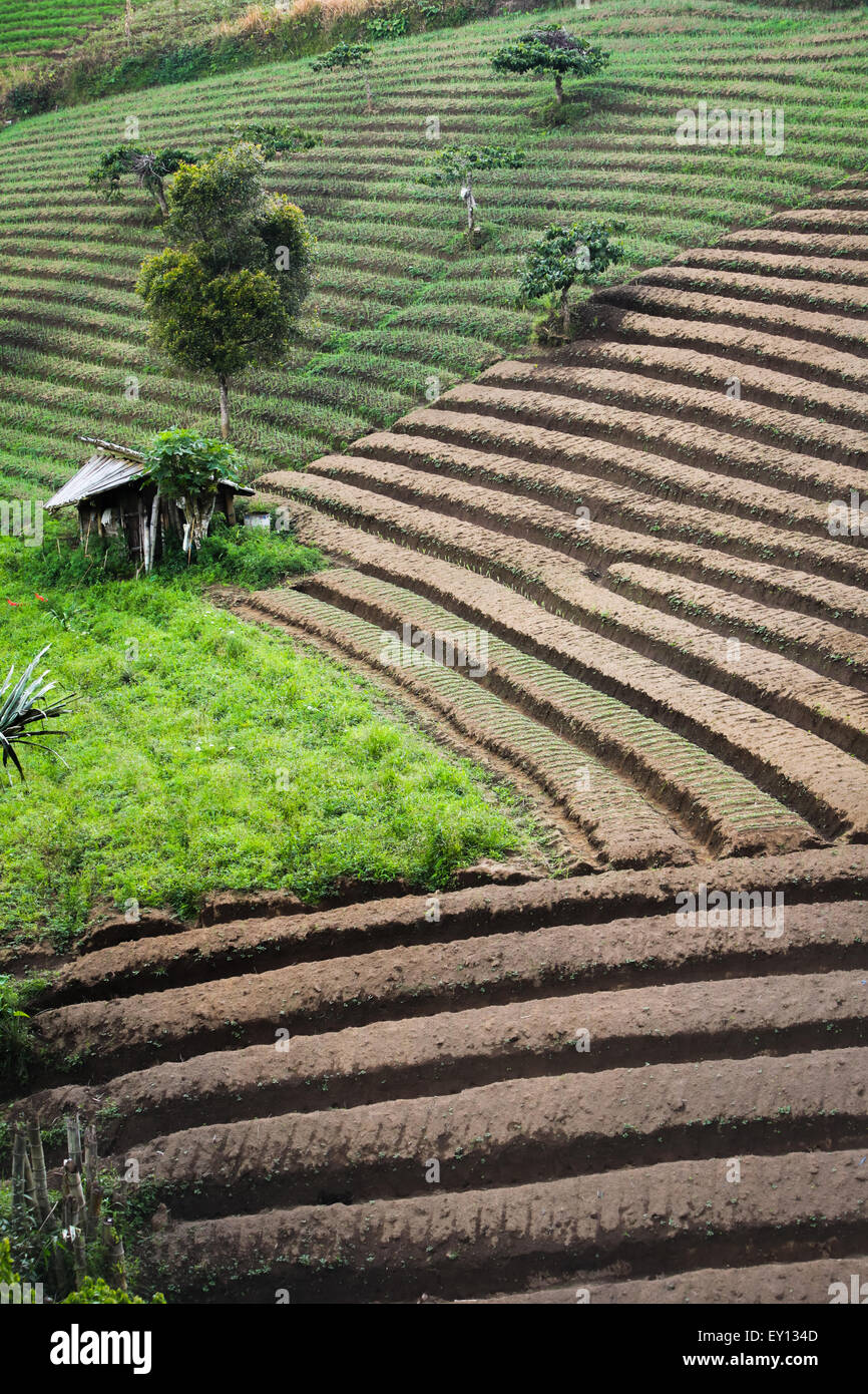 Terrasse agricole à Tomohon, Nord Sulawesi, Indonésie. Banque D'Images
