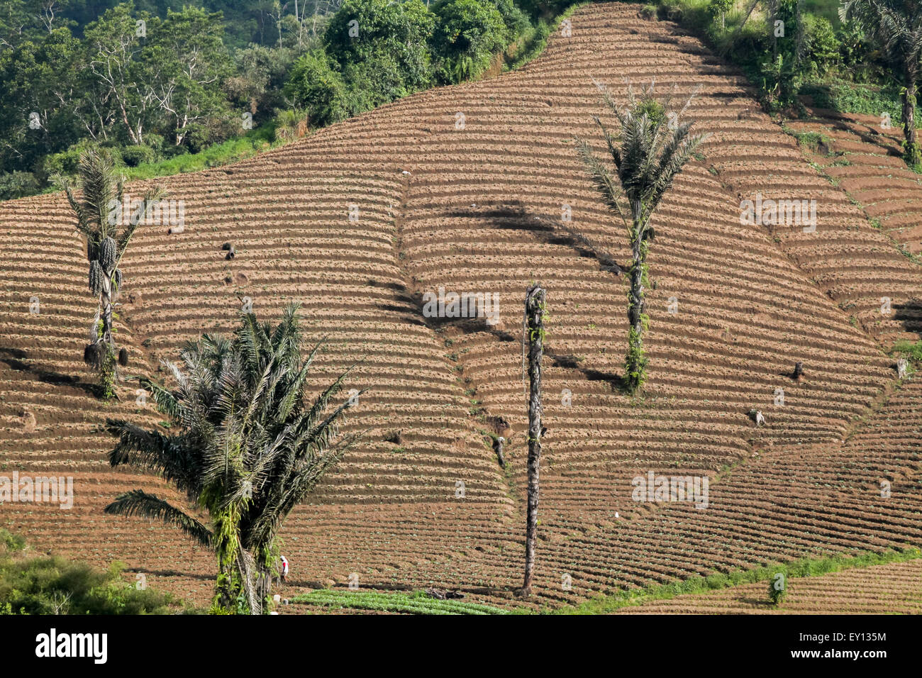 Terres agricoles avec palmiers dans un fond de forêt à Minahasa, Sulawesi du Nord, Indonésie. Banque D'Images
