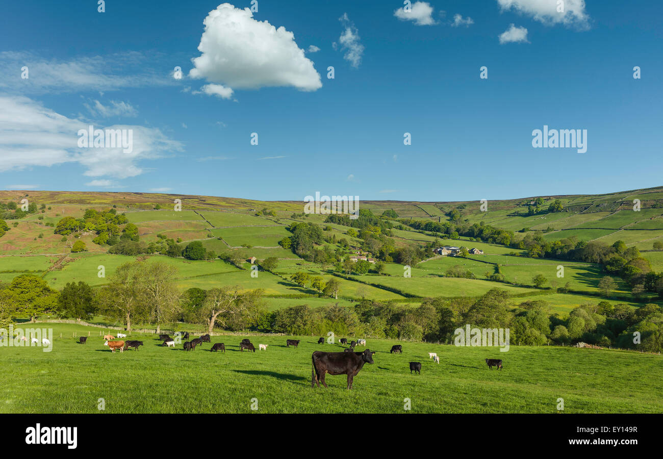 Ows paître dans des domaines comme l'aube sur le dale à of Glaisdale dans le coeur du Parc National des North York Moors. Banque D'Images