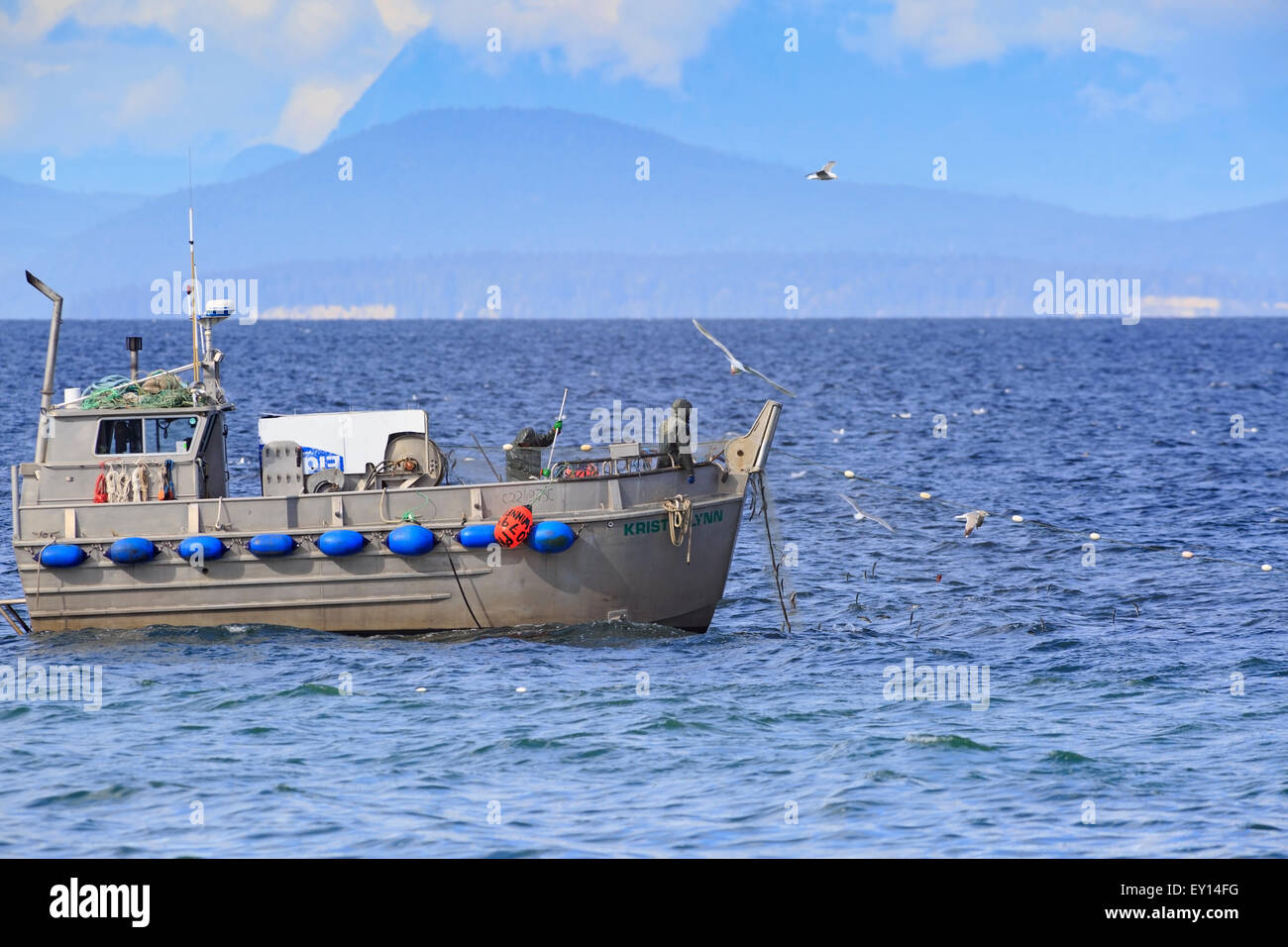 La pêche commerciale du hareng fraye près de Nanaimo, île de Vancouver, Colombie-Britannique Banque D'Images