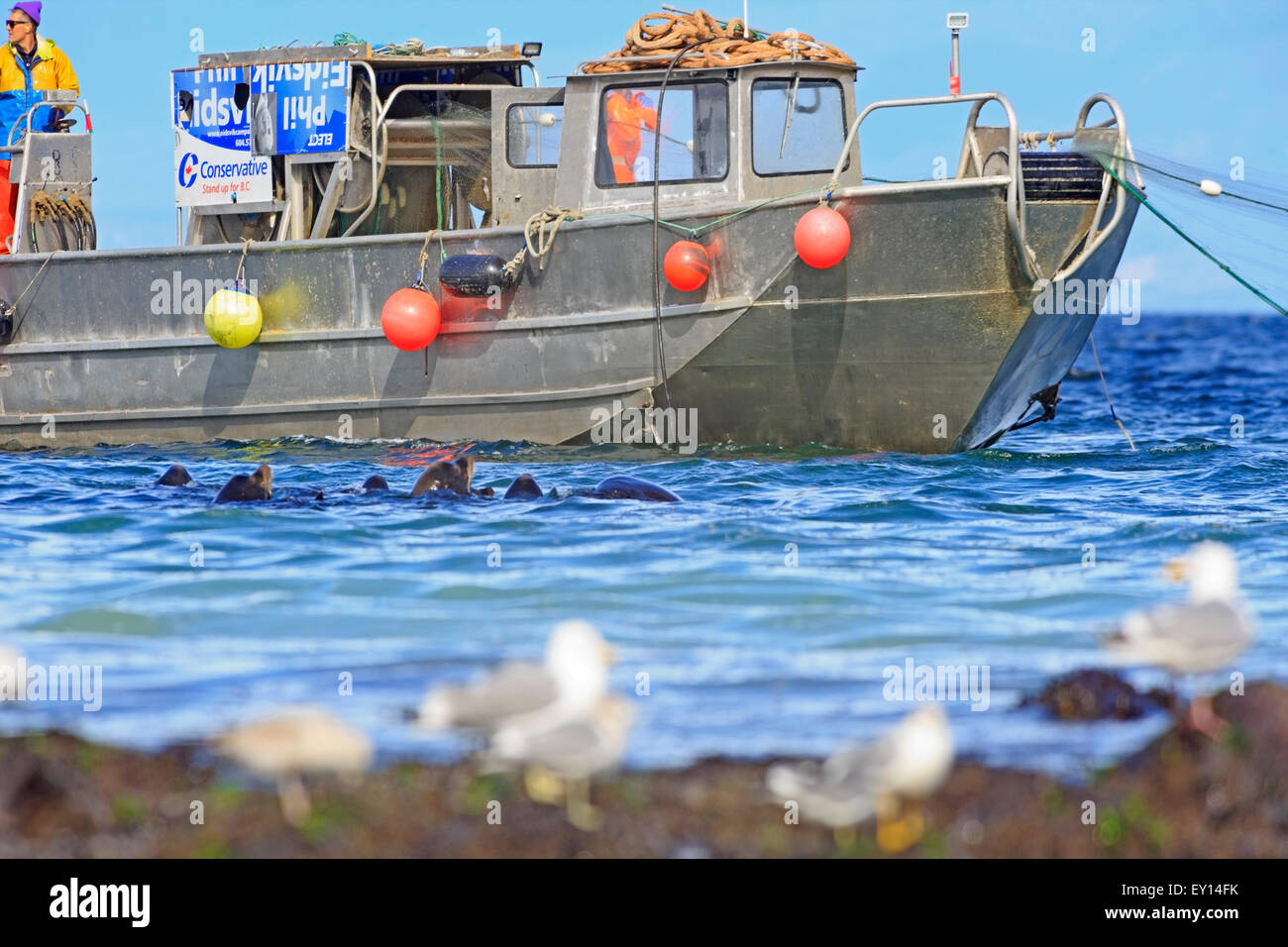 L'Otarie de Californie près de la pêche commerciale du hareng fraye, Nanaimo, île de Vancouver, Colombie-Britannique Banque D'Images
