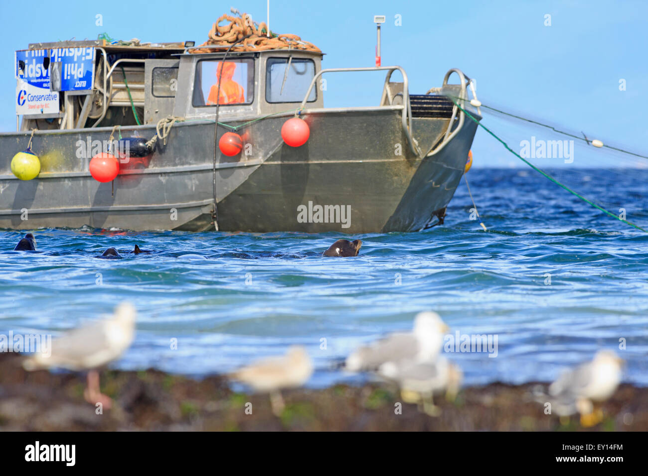 L'Otarie de Californie près de la pêche commerciale du hareng fraye, Nanaimo, île de Vancouver, Colombie-Britannique Banque D'Images
