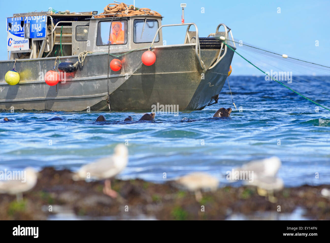 L'Otarie de Californie près de la pêche commerciale du hareng fraye, Nanaimo, île de Vancouver, Colombie-Britannique Banque D'Images
