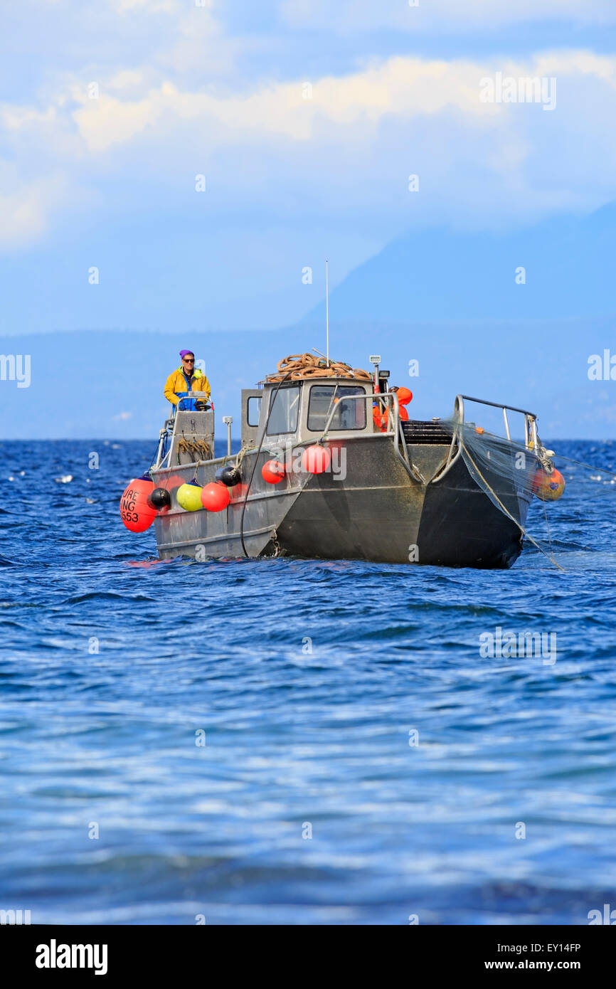 La pêche commerciale du hareng fraye près de Nanaimo, île de Vancouver, Colombie-Britannique Banque D'Images