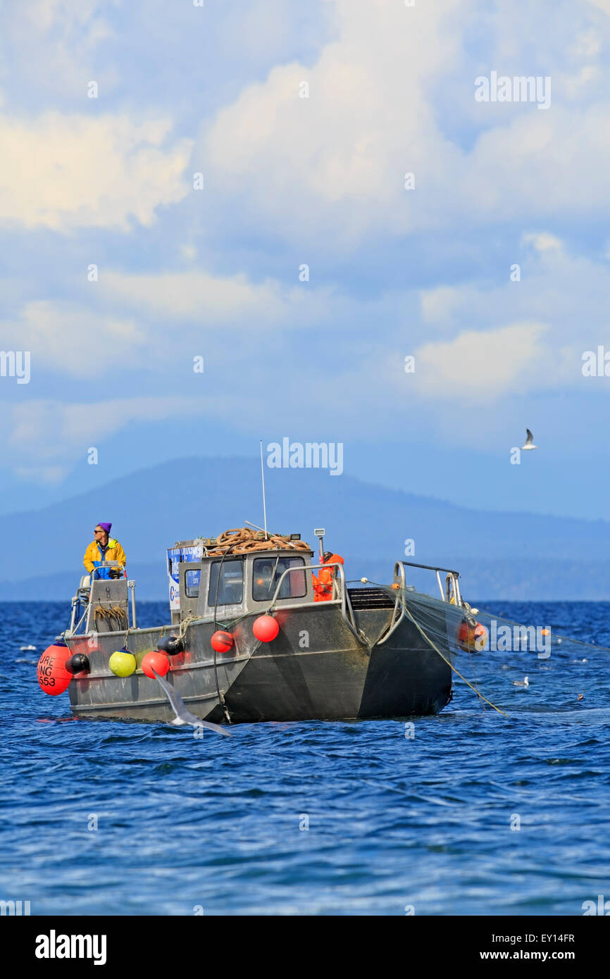 La pêche commerciale du hareng fraye près de Nanaimo, île de Vancouver, Colombie-Britannique Banque D'Images