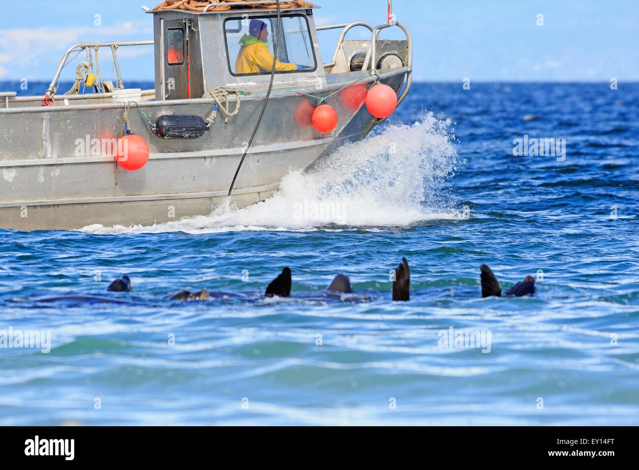 L'Otarie de Californie près de la pêche commerciale du hareng fraye, Nanaimo, île de Vancouver, Colombie-Britannique Banque D'Images