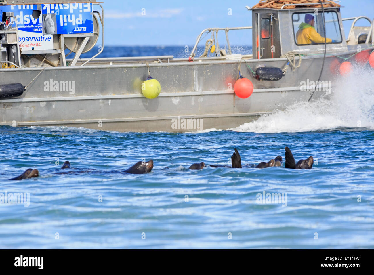 L'Otarie de Californie près de la pêche commerciale du hareng fraye, Nanaimo, île de Vancouver, Colombie-Britannique Banque D'Images