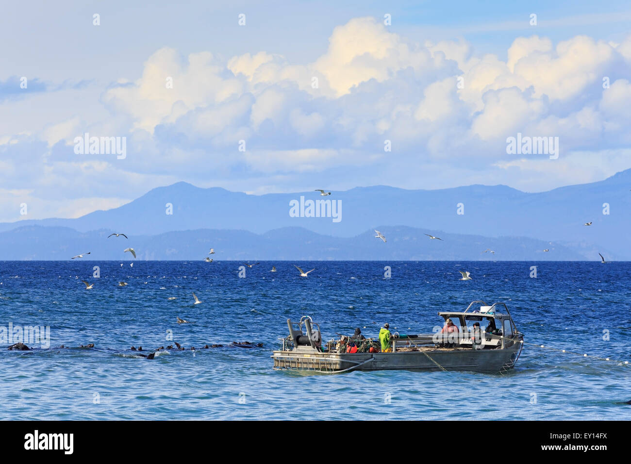 L'Otarie de Californie près de la pêche commerciale du hareng fraye, Nanaimo, île de Vancouver, Colombie-Britannique Banque D'Images