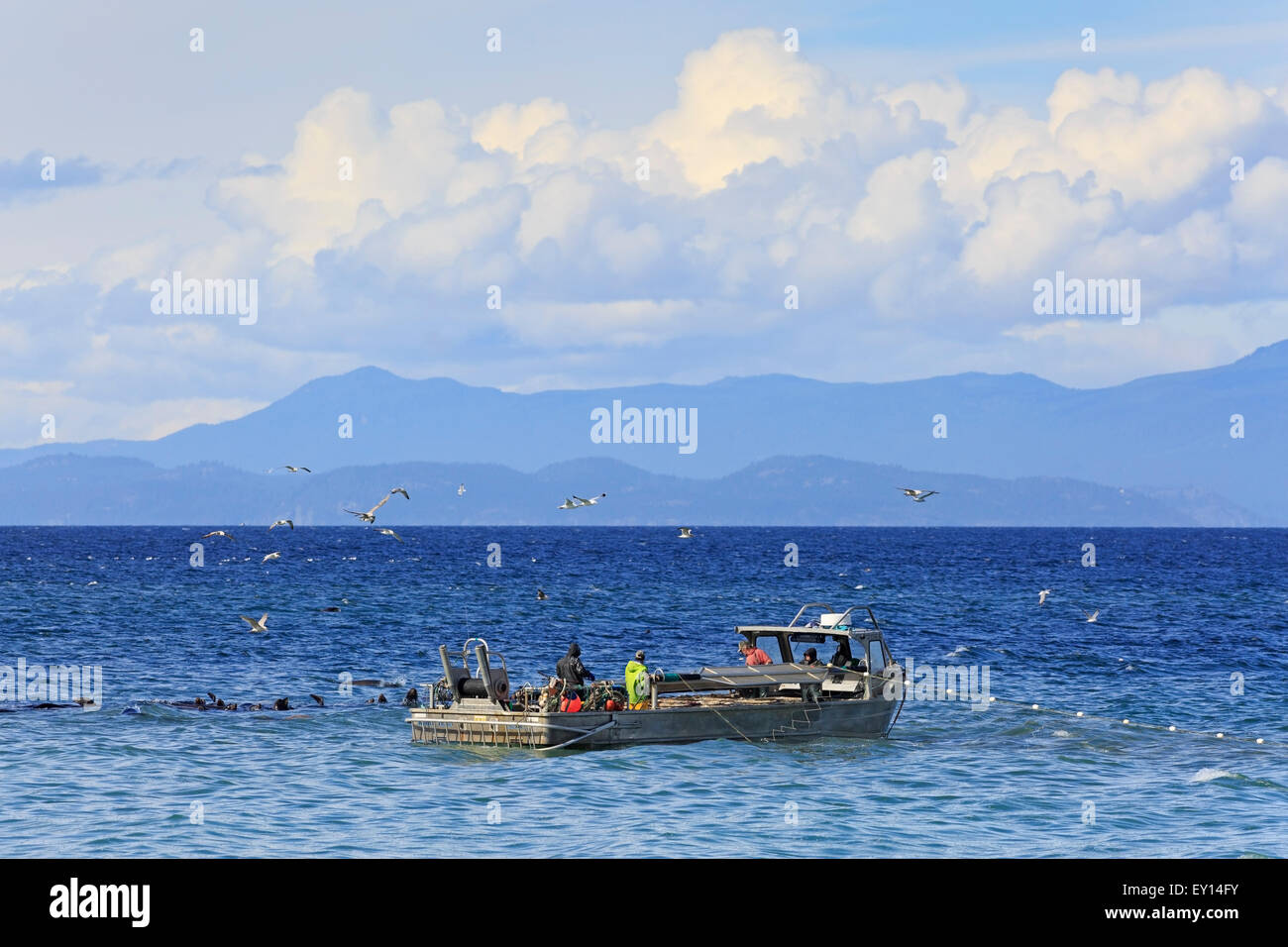 L'Otarie de Californie près de la pêche commerciale du hareng fraye, Nanaimo, île de Vancouver, Colombie-Britannique Banque D'Images