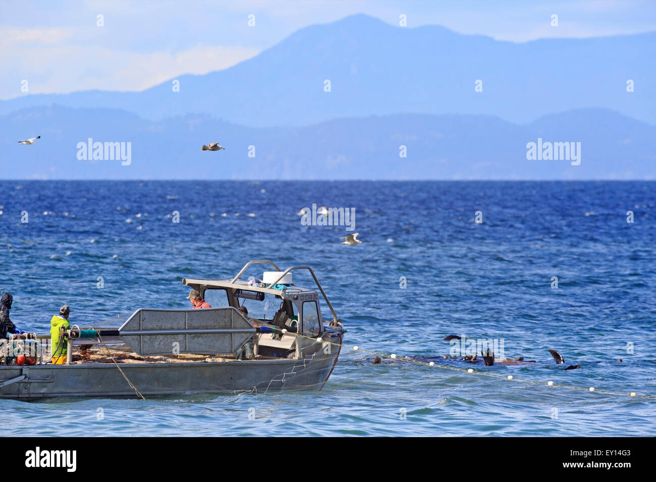 L'Otarie de Californie près de la pêche commerciale du hareng fraye, Nanaimo, île de Vancouver, Colombie-Britannique Banque D'Images