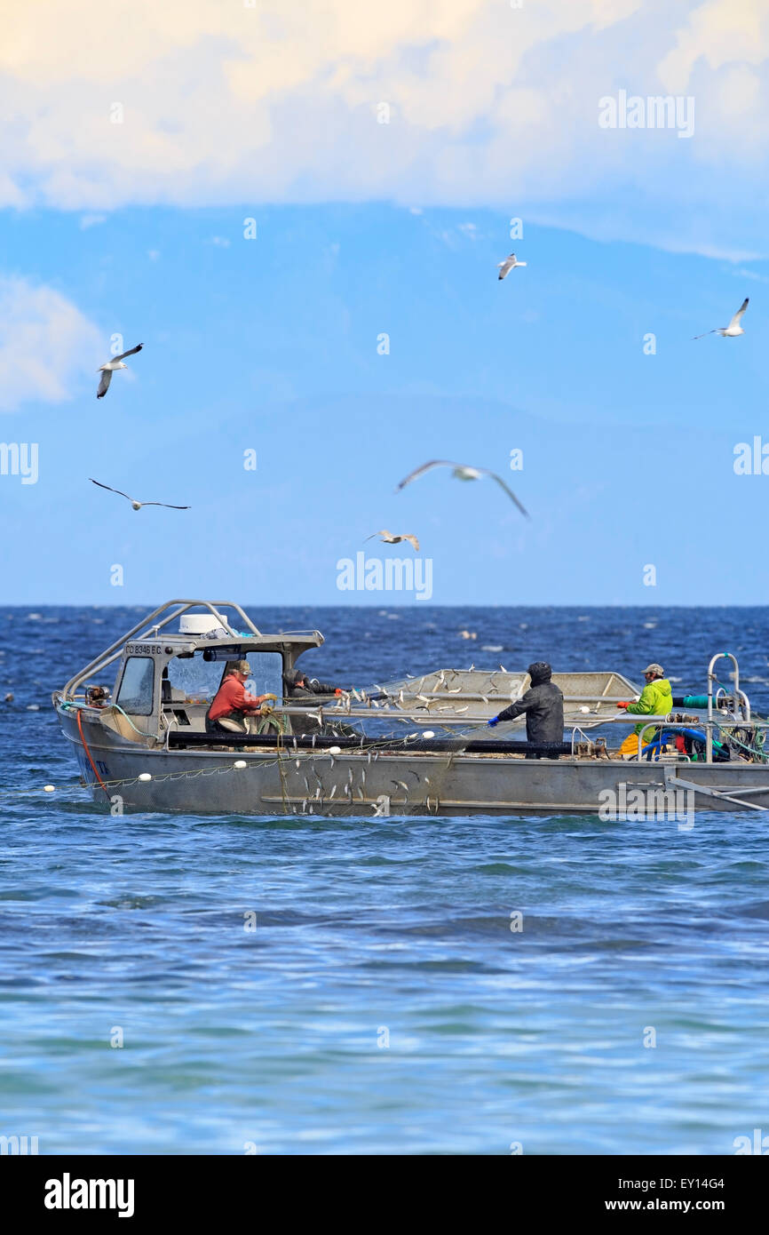 La pêche commerciale du hareng fraye près de Nanaimo, île de Vancouver, Colombie-Britannique Banque D'Images