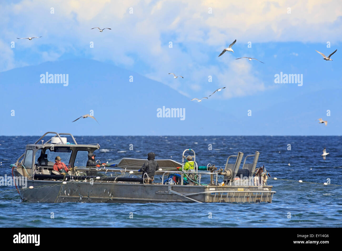 La pêche commerciale du hareng fraye près de Nanaimo, île de Vancouver, Colombie-Britannique Banque D'Images