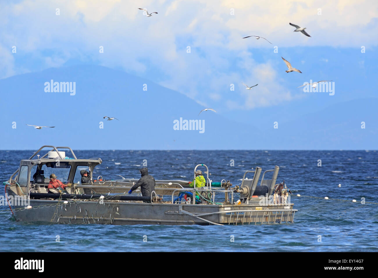 La pêche commerciale du hareng fraye près de Nanaimo, île de Vancouver, Colombie-Britannique Banque D'Images