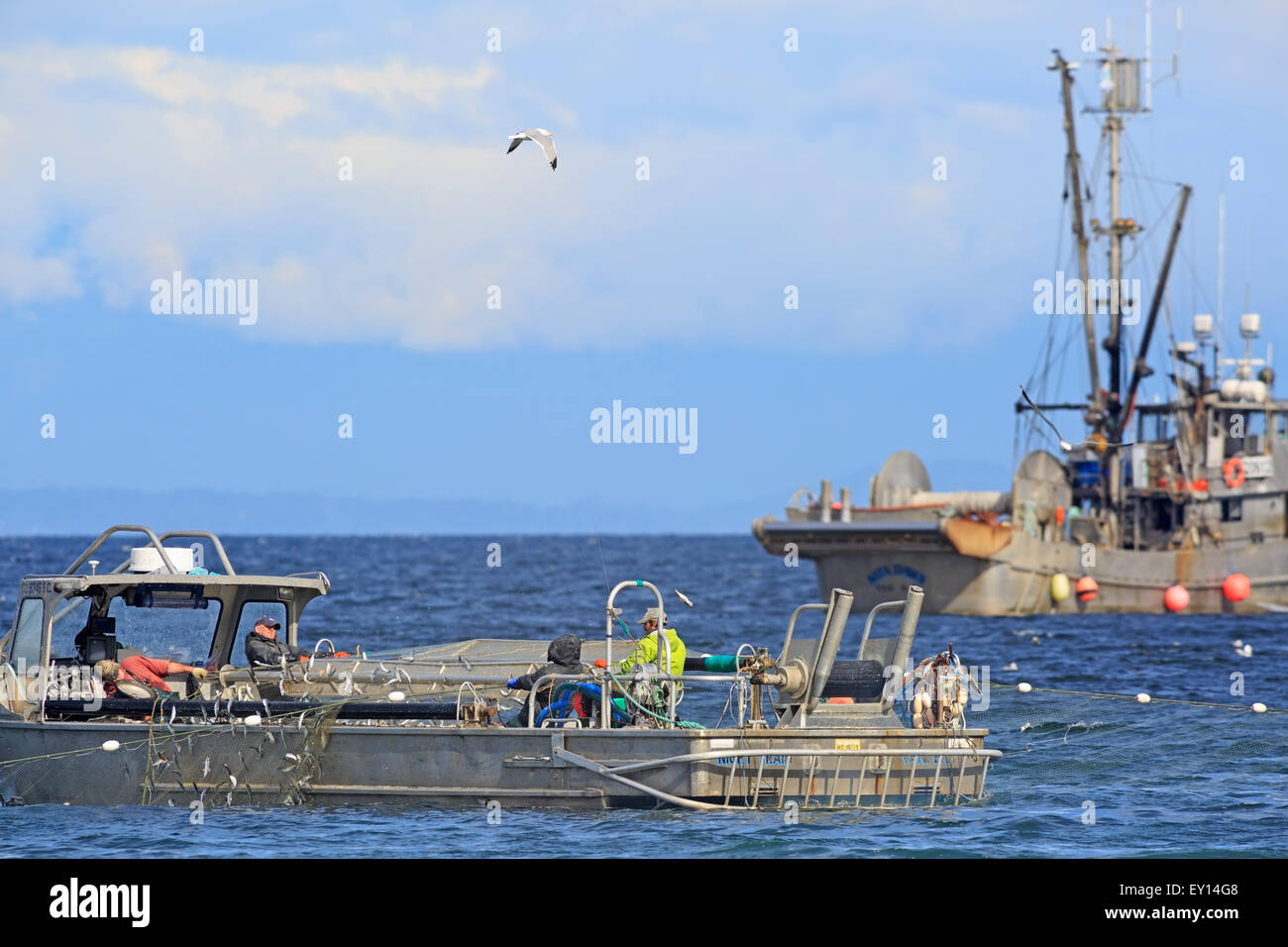 La pêche commerciale du hareng fraye près de Nanaimo, île de Vancouver, Colombie-Britannique Banque D'Images