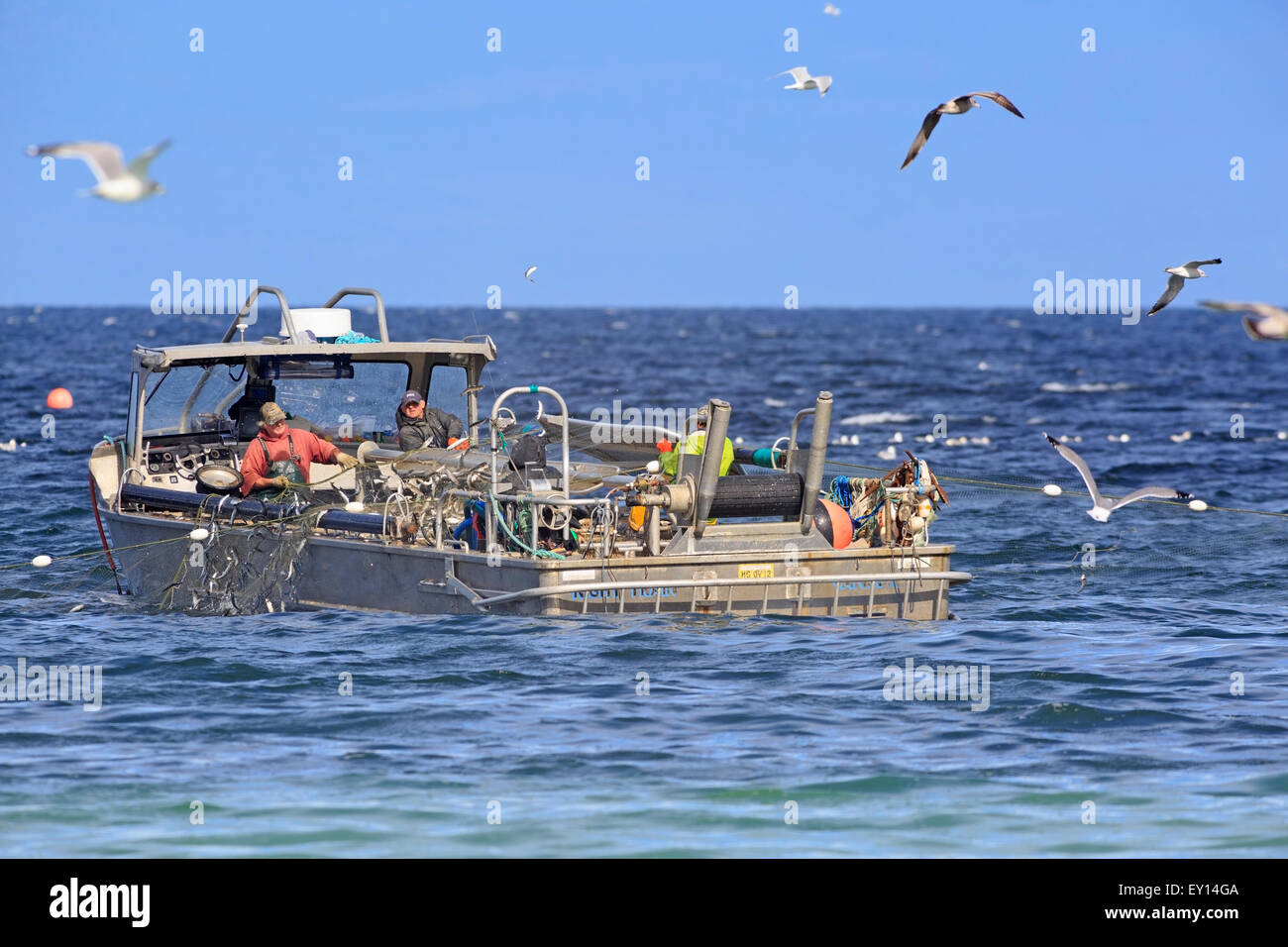 La pêche commerciale du hareng fraye près de Nanaimo, île de Vancouver, Colombie-Britannique Banque D'Images