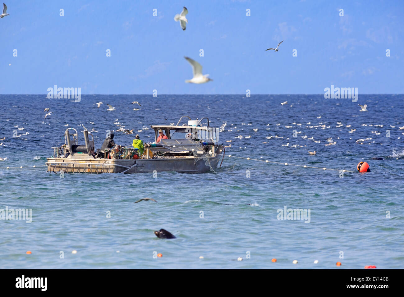 La pêche commerciale du hareng fraye près de Nanaimo, île de Vancouver, Colombie-Britannique Banque D'Images
