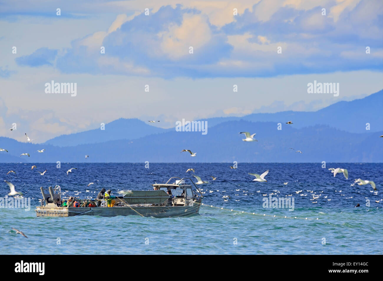 La pêche commerciale du hareng fraye près de Nanaimo, île de Vancouver, Colombie-Britannique Banque D'Images