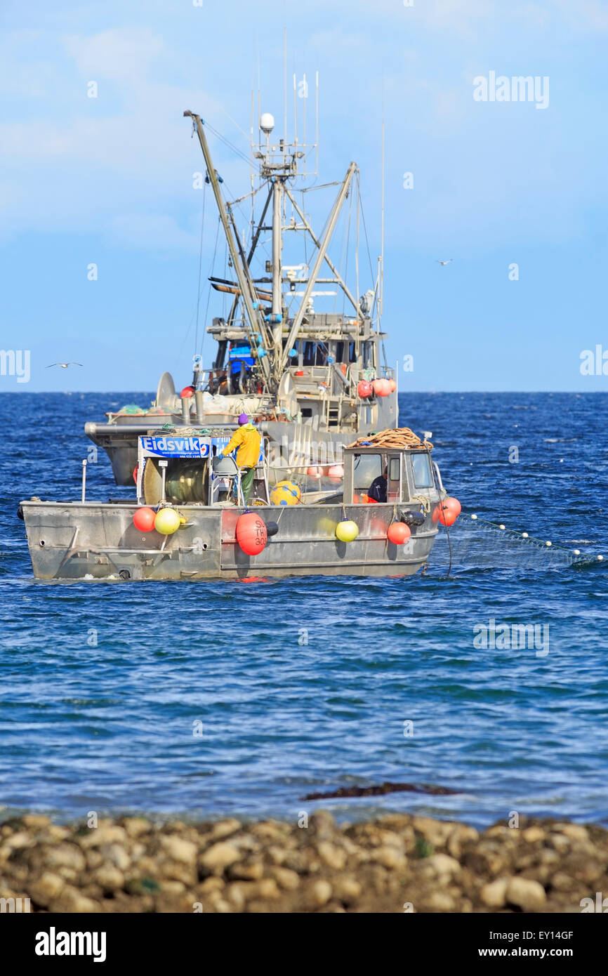 La pêche commerciale du hareng fraye près de Nanaimo, île de Vancouver, Colombie-Britannique Banque D'Images