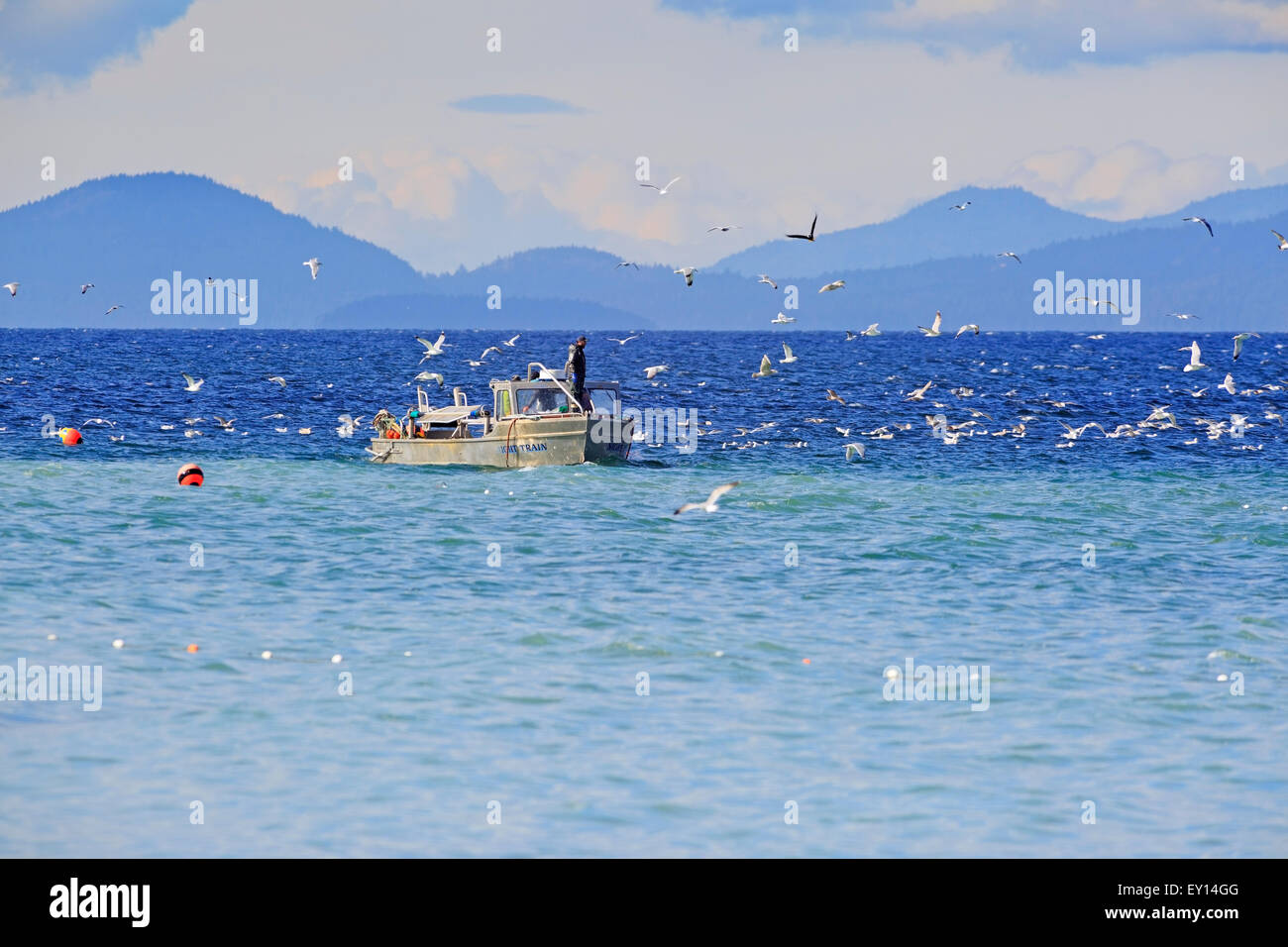 La pêche commerciale du hareng fraye près de Nanaimo, île de Vancouver, Colombie-Britannique Banque D'Images