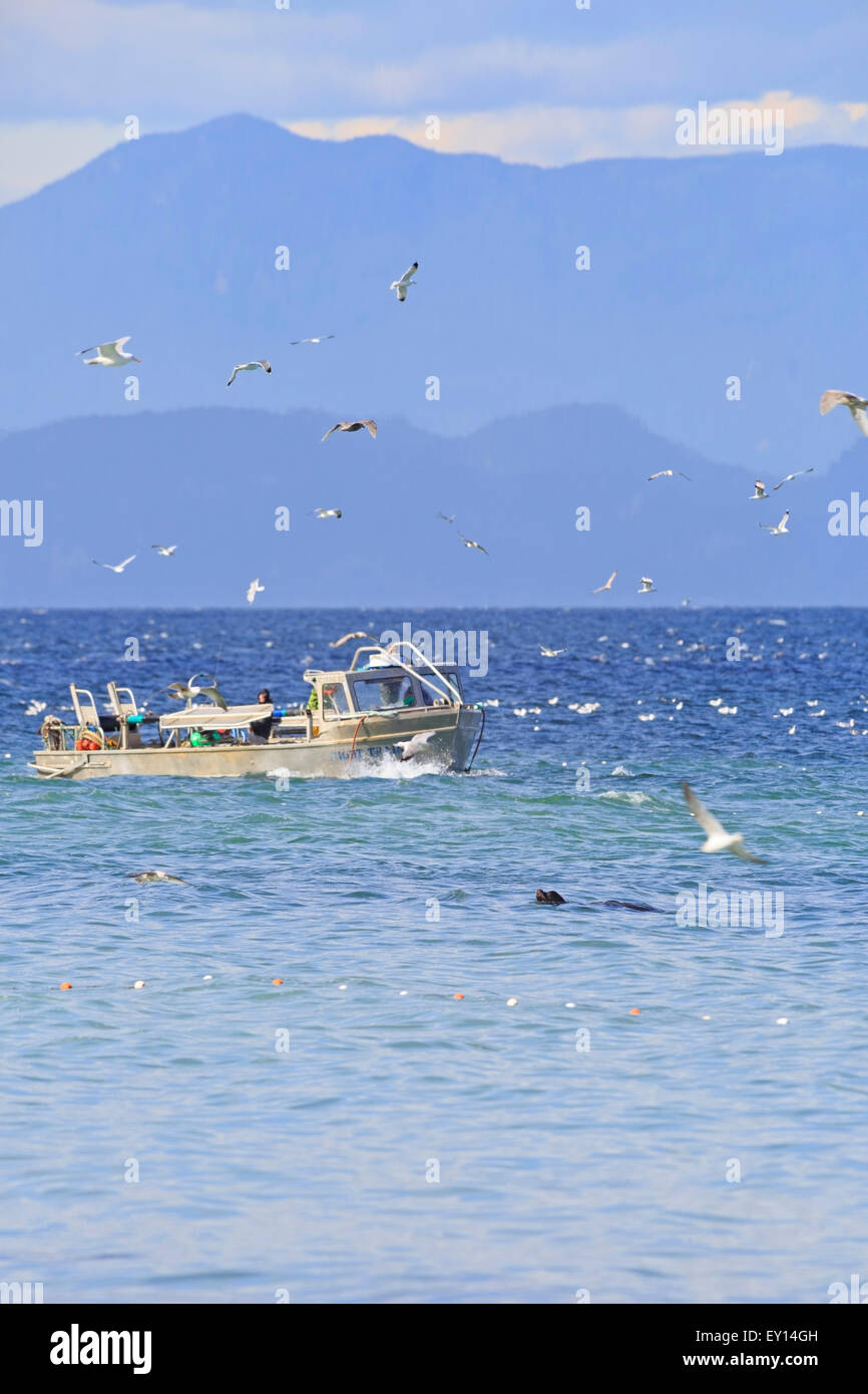 La pêche commerciale du hareng fraye près de Nanaimo, île de Vancouver, Colombie-Britannique Banque D'Images